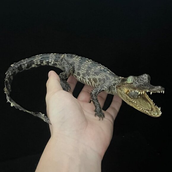 AUTHENTIC CROCODILE ! REAL! Oddities Curiosities Strange Weird Bizarre Christmas